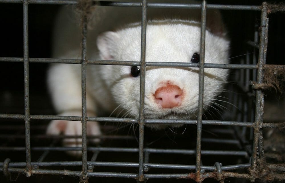 Italy Bans Fur Farming. It’s Time for the US To Do The Same.