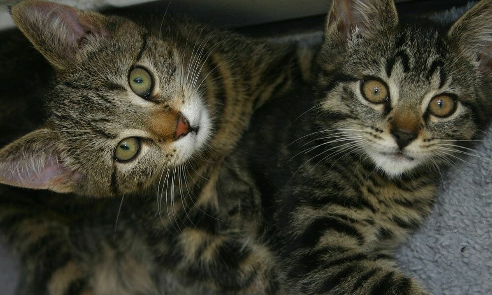 SIGN: Justice for Cats Brutally Killed in Domestic Violence Case