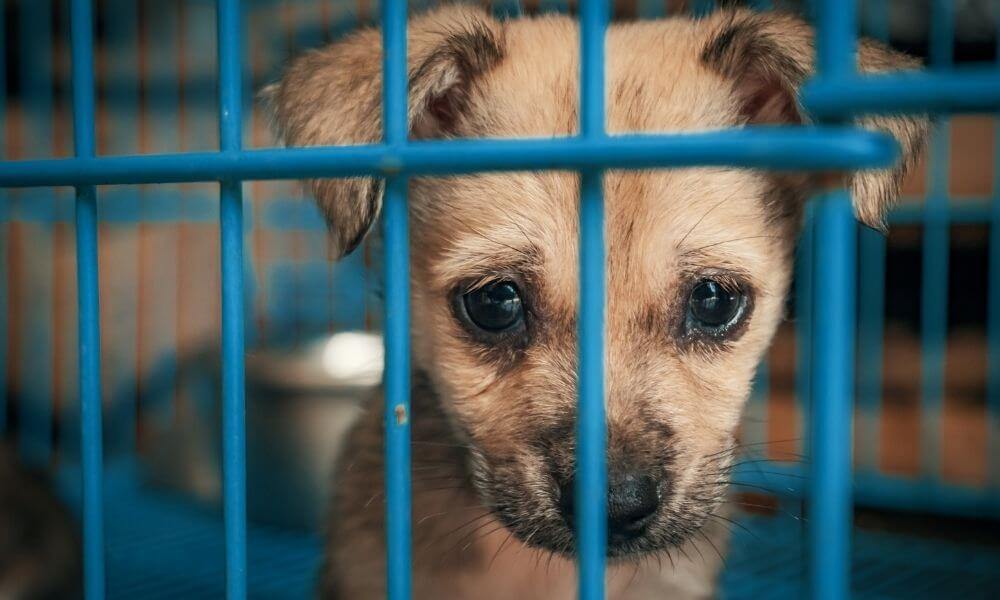 PETITION: Shut Down Gas Chamber in Wyoming Animal Shelter