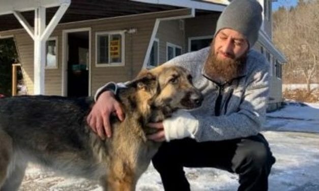 Beloved German Shepherd Leads Rescuers To His Guardian Following Car Crash