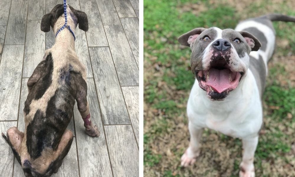 Truman the rescued pit bull before and after pictures