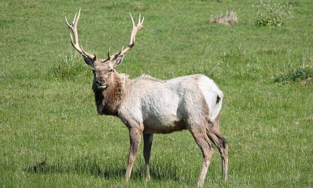 A tule elk standing at attention in an open field.