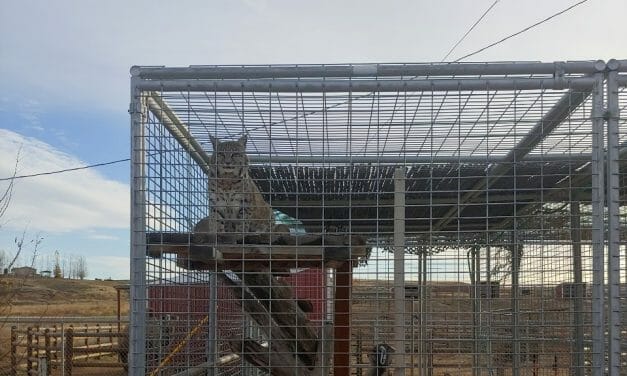 Idaho Petting Zoo Cleared of Animal Abuse Allegations, But Records Show Problems with Permitting and Past Inspections