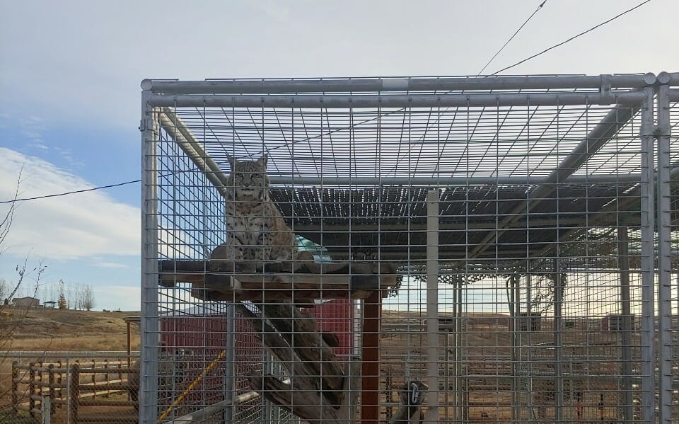 bobcat in cage at roadside zoo