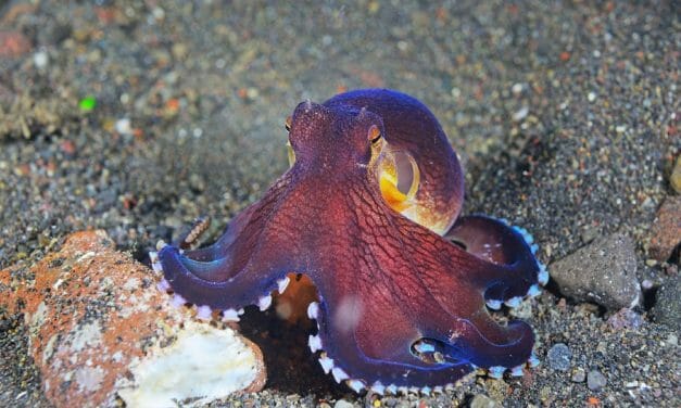 LFT and 30+ Organizations Urge EU To Ban Cruel Commercial Octopus Farming on World Octopus Day