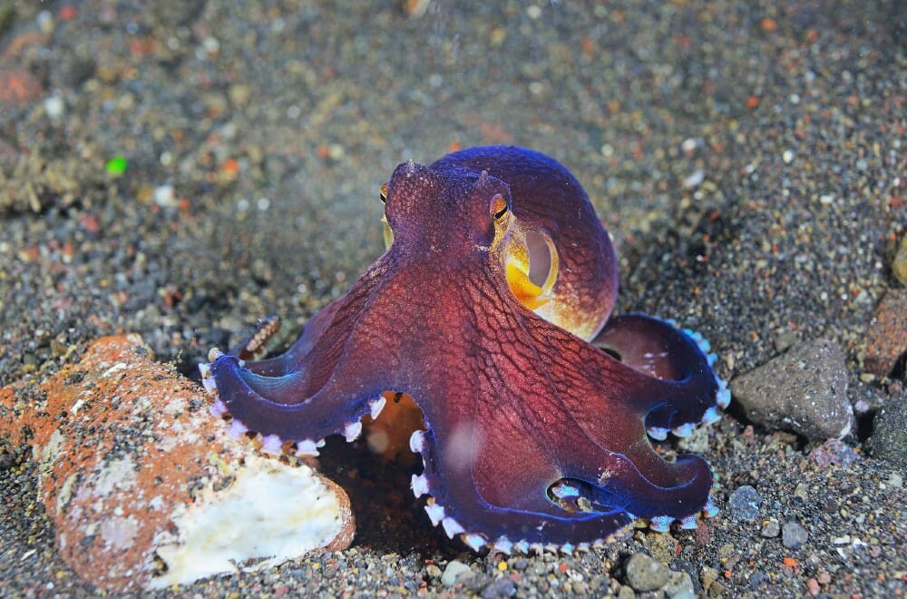 angry coconut octopus