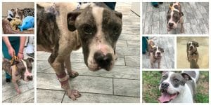 Truman pitbull road to recovery