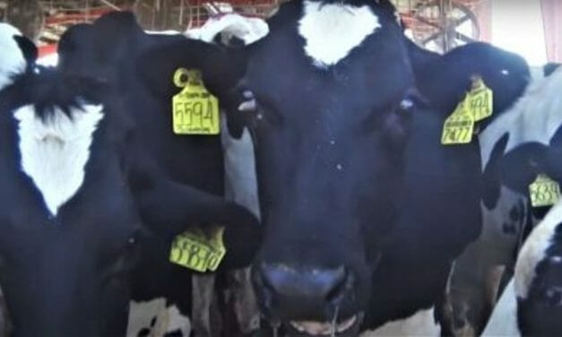 Undercover Investigation Reveals Shocking Conditions At Dairy Farm Supplying Major Mexican Company
