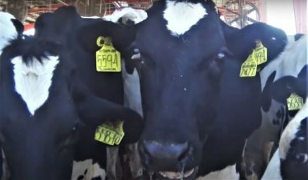 mistreated dairy cows