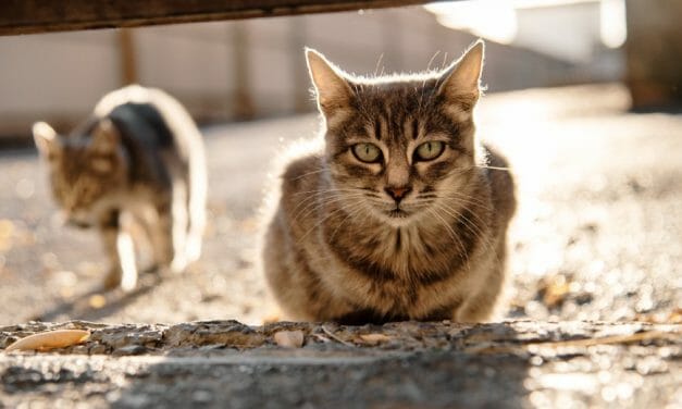 SIGN: Justice for 20 Cats Lured into Traps and Shot in the Head