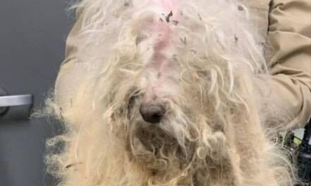 SIGN: Justice for Poodle Thrown From Overpass, Found Whimpering in Ditch