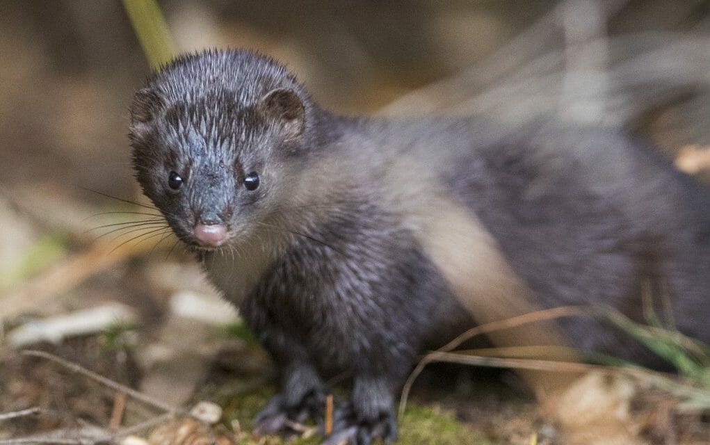 American mink in the wild
