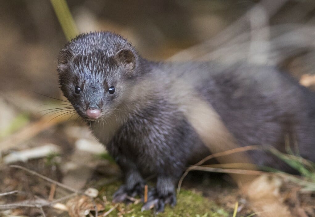 American mink in the wild