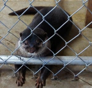 Otter Yang at Babby Farms