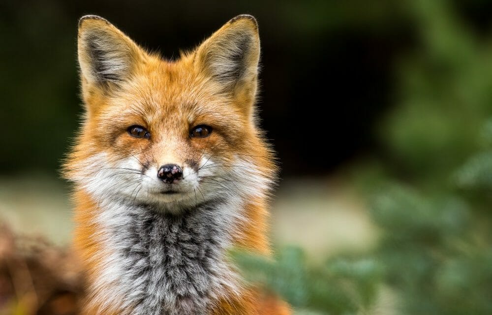 Red Fox in the outdoors looking directly into the camera