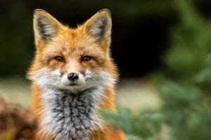 Red Fox in the outdoors looking directly into the camera