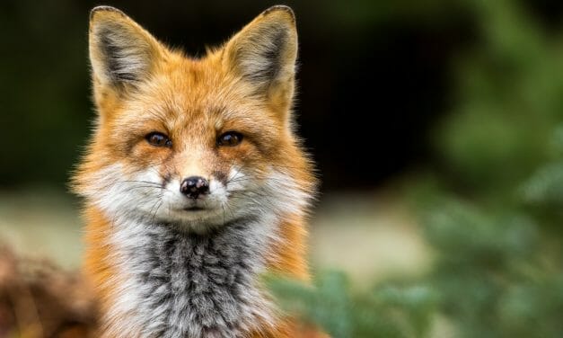 SIGN: Justice for Fox Trapped and Stabbed Repeatedly With Pitchfork