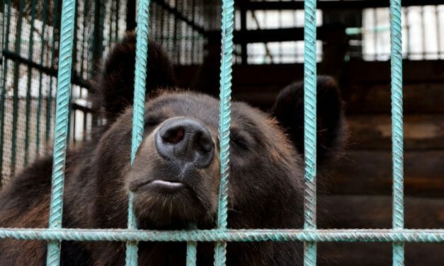 New Lawsuit Wants USDA To Relocate Suffering Animals After Shutting Down Violators