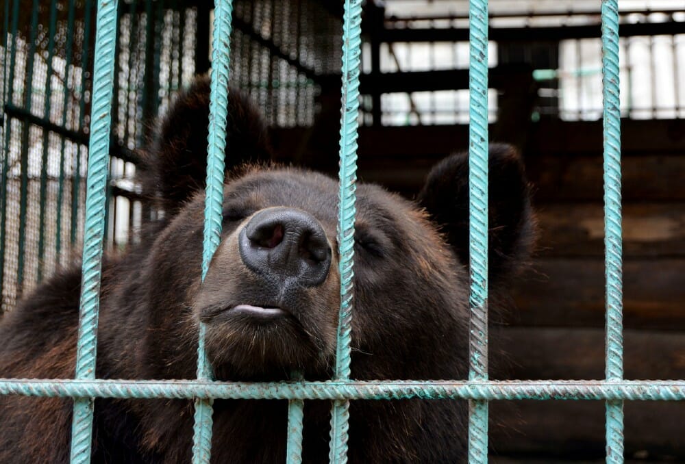 Roadside zoo bear behind bars