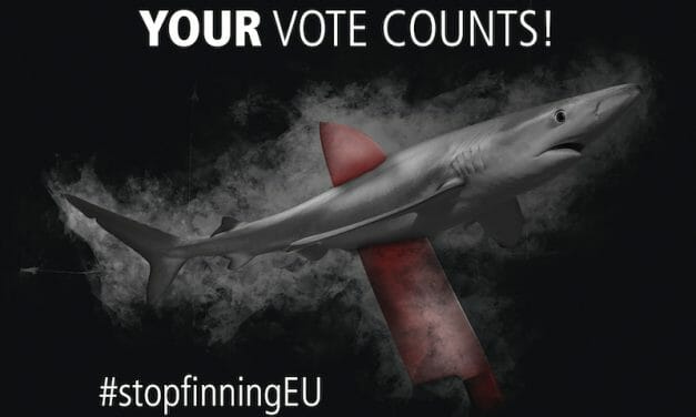 ‘Stop Finning-Stop the Trade’ Campaign Seeks to End Brutal Shark Fin Trade in Europe