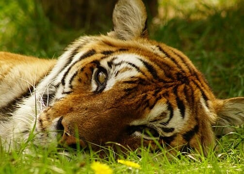 Resting tiger looks into camera.
