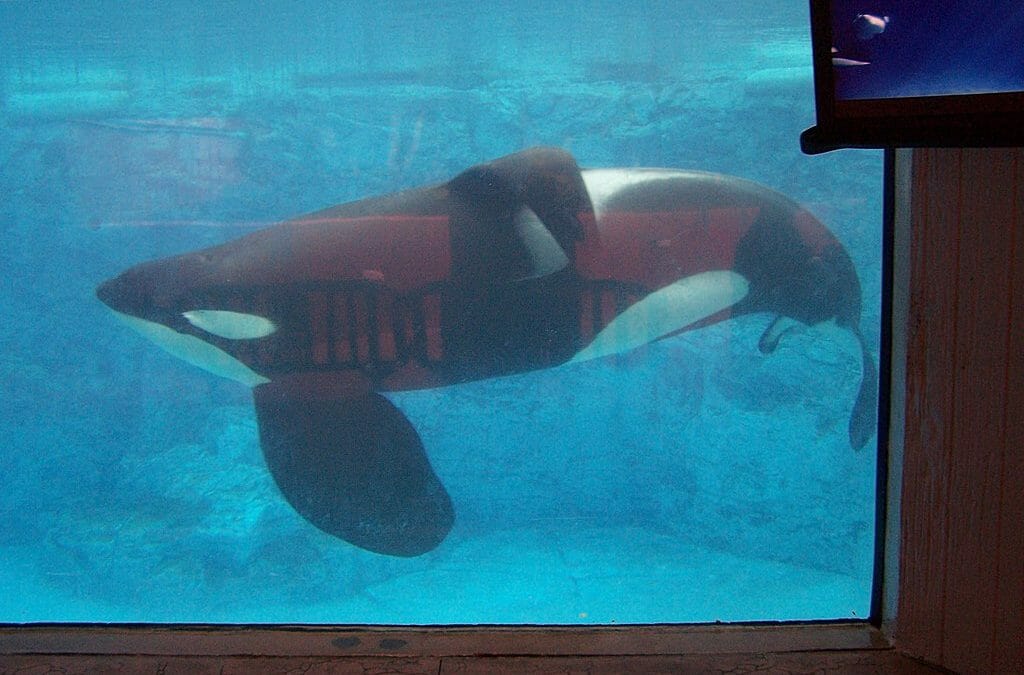 SIGN: Stop Cruel Confinement of Orcas for ‘Entertainment’