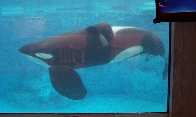 SIGN: Don’t Let SeaWorld Bring Animal Cruelty to Ohio