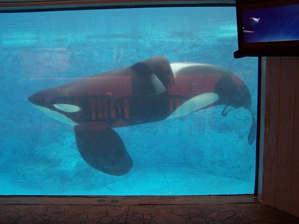 Orca in captivity
