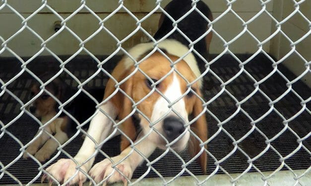 SIGN: Shut Down Research Breeding Facility With 300 Reported Puppy Deaths