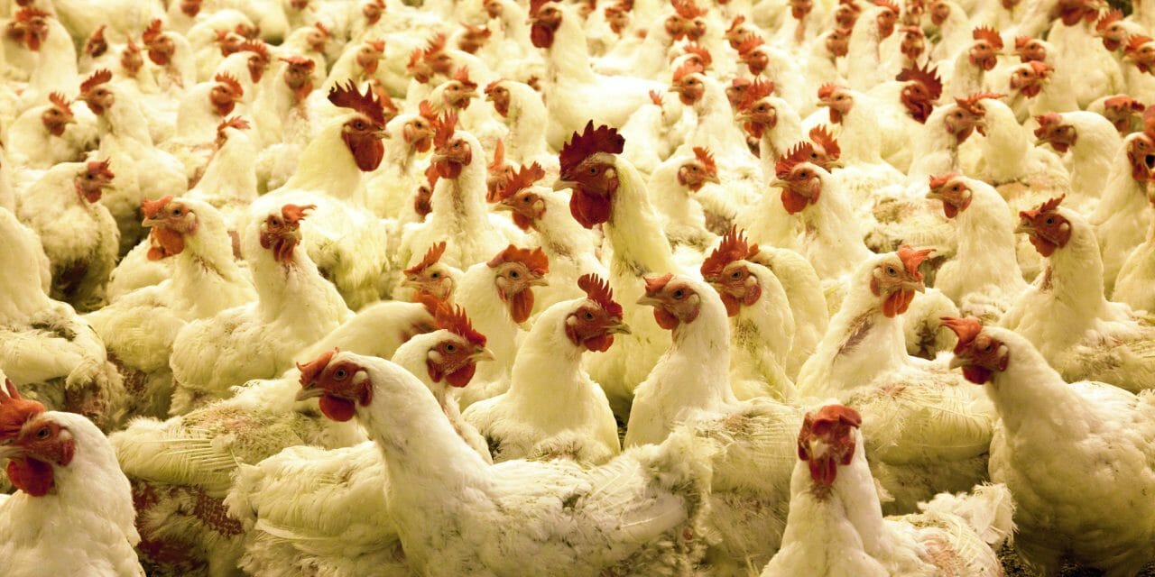 Chickens crammed in a factory farm.