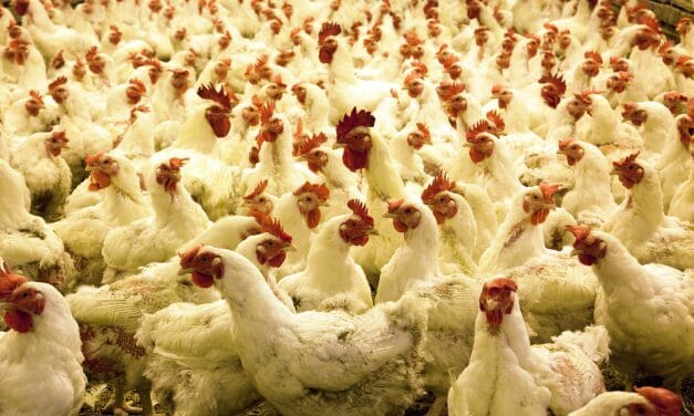 New Study Reveals Beliefs About Chickens and Fish Around the World
