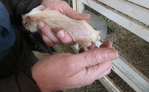 LFT guinea pig investigation