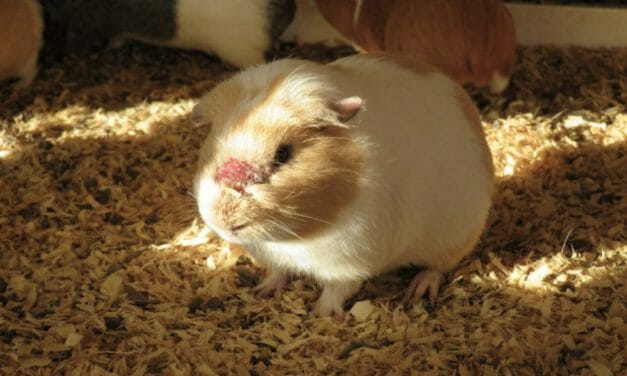 LFT Investigation: Thousands of Sick, Dying Guinea Pigs and Rabbits At USDA-Licensed Breeders