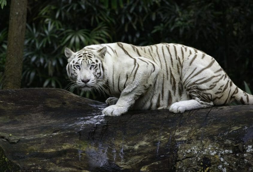 Bengal Tiger in rainforest