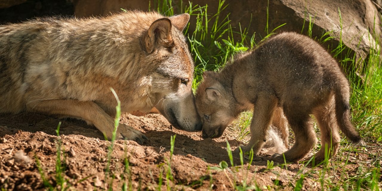 Gray wolf pup and adult