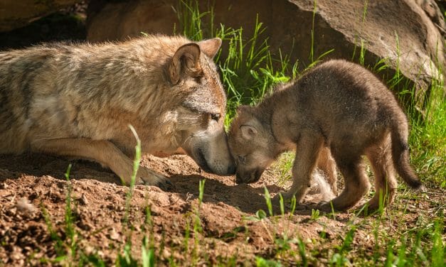VICTORY! Federal Protections Back For Gray Wolves in 44 U.S. States