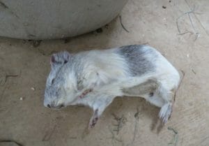 LFT guinea pig investigation