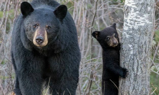 PETITION UPDATE: 2023 Washington Spring Bear Hunt Unlikely – But Cubs and Mamas Still Need Your Voice!