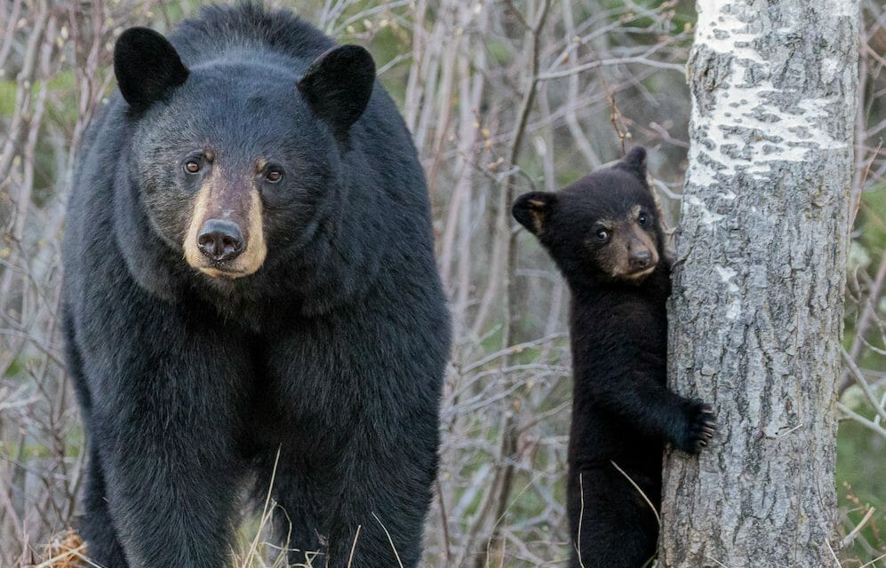 mama black bear and cub