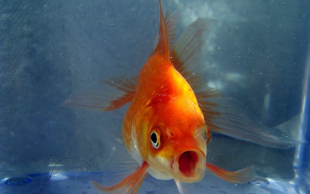 A goldfish makes eye contact.