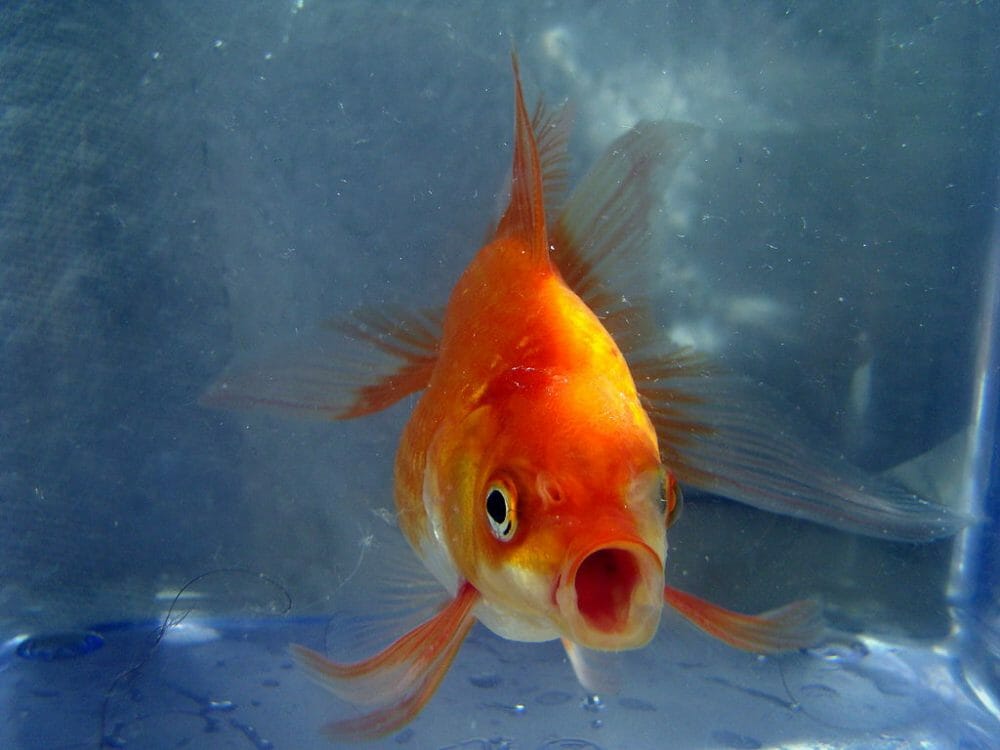 A goldfish makes eye contact.