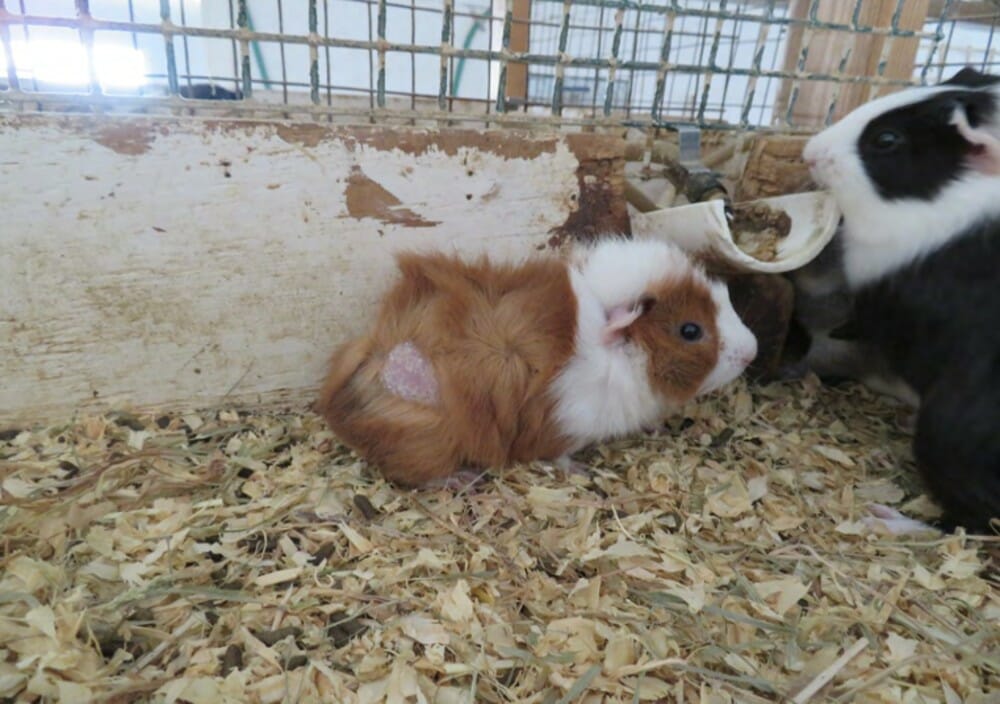LFT Investigation: Thousands of Sick, Dying Guinea Pigs and Rabbits At ...