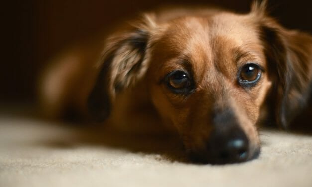 Dog’s Death By Beating Recognized as Act of Domestic Violence by WA Supreme Court