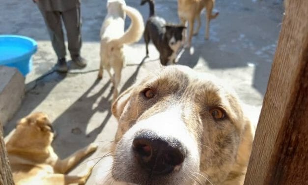 300+ Animals Abandoned in Afghanistan Have Now Been Safely Evacuated