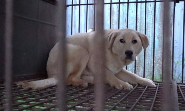 SIGN: Take Dog Meat Off the Menu in Restaurants of Seoul