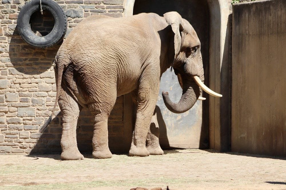 Sad captive elephant.
