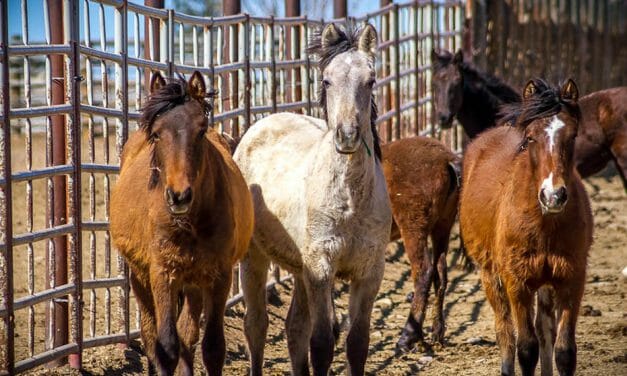 New Act Would Ban Dangerous Helicopter Roundups of Wild Horses and Burros