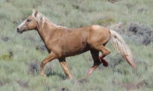 horse with broken leg