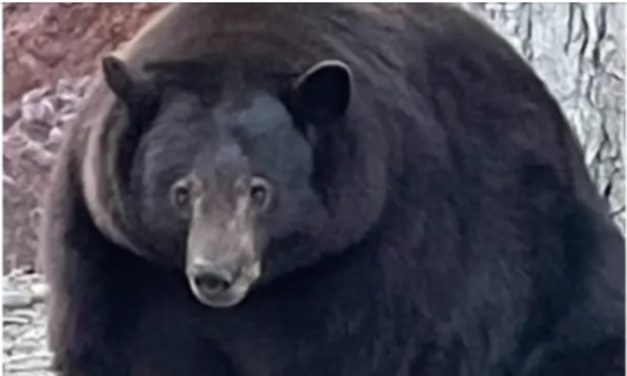 500-Pound Bear ‘Hank the Tank’ Has Name Cleared by DNA Evidence