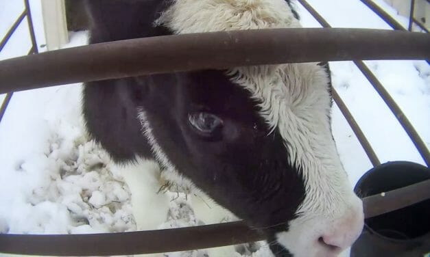 New Ruling Could Mean Criminal Charges for Dairy Exposed in Cruelty Investigation